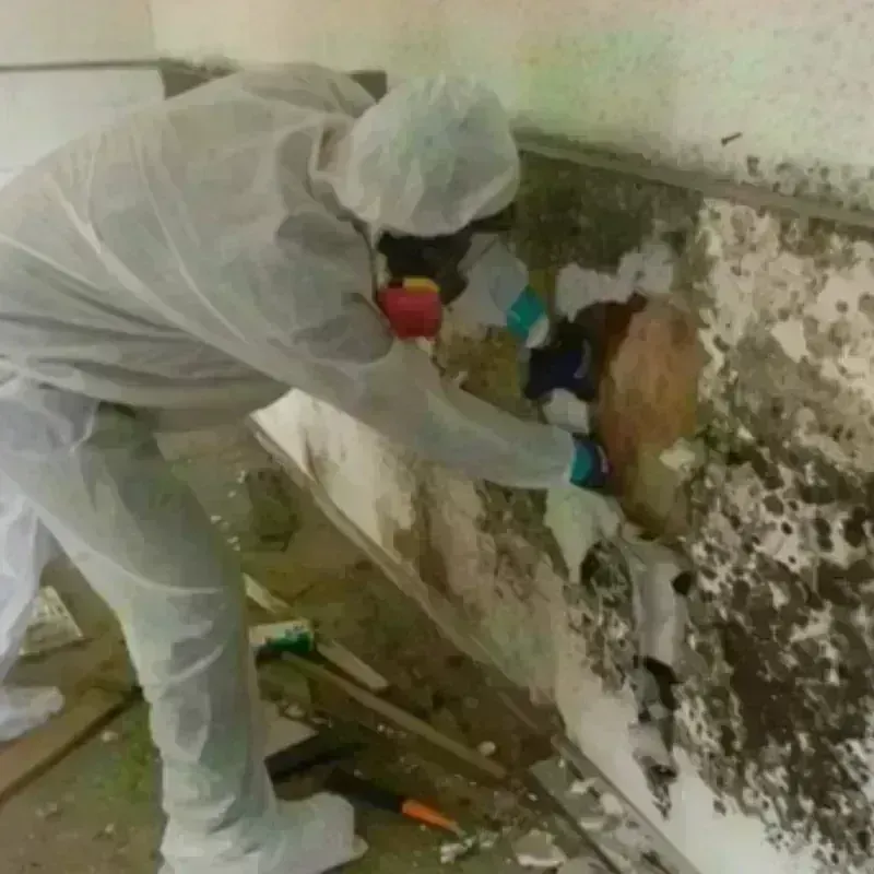 Mold Remediation and Removal in Waterford, CT